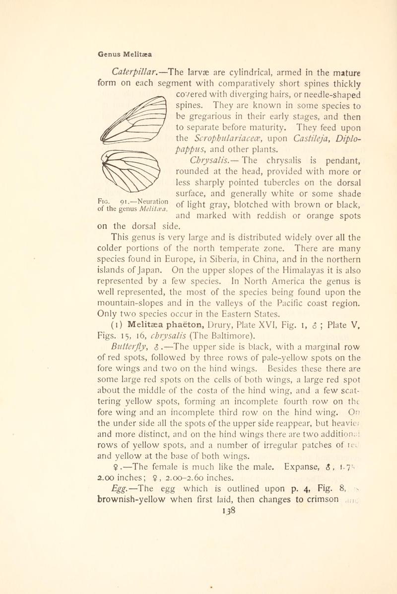 The butterfly book (Page 138, Fig. 91) BHL4428408