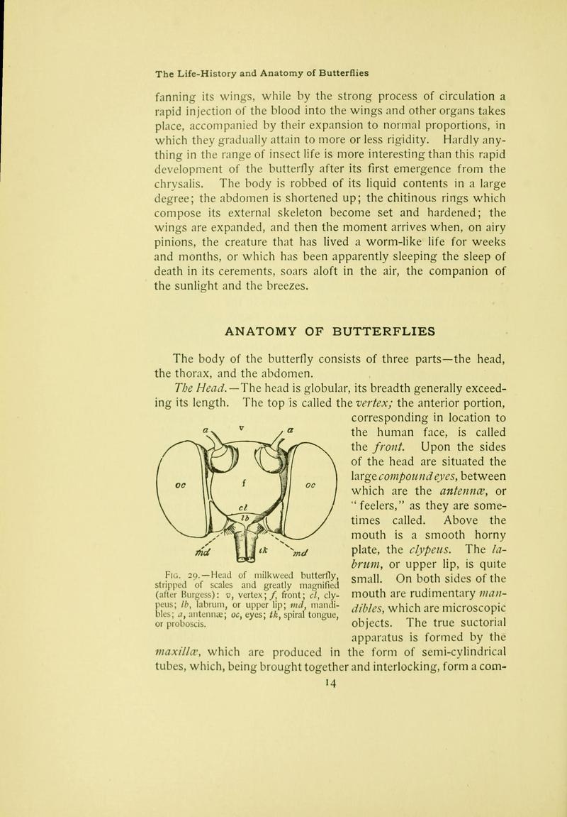 The butterfly book (Page 14) BHL10080975