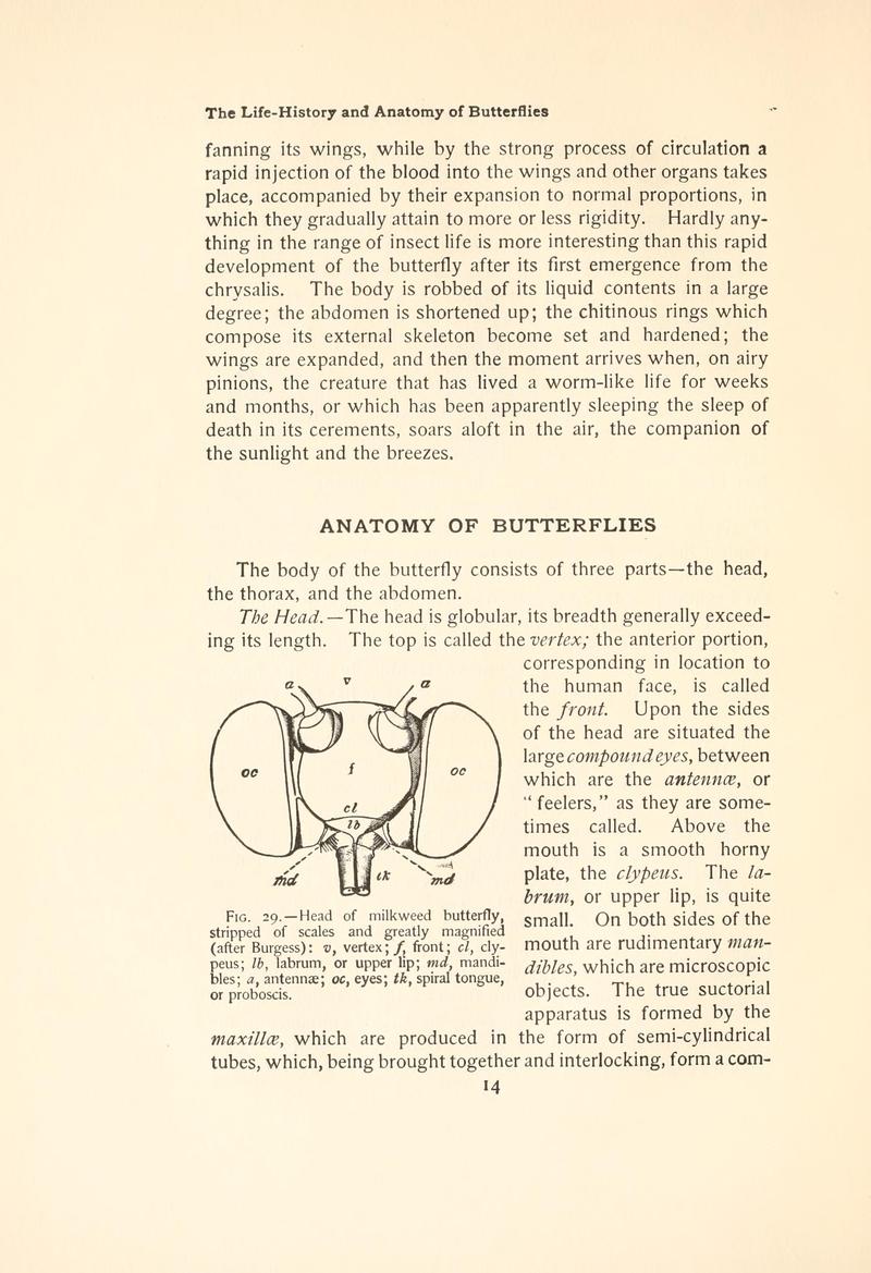 The butterfly book (Page 14, Fig. 29) BHL4428378