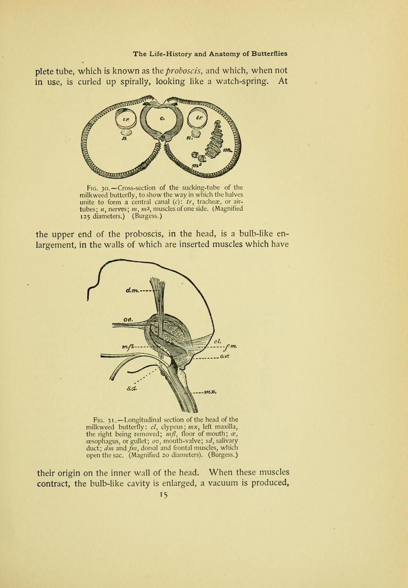 The butterfly book (Page 15) BHL10080976