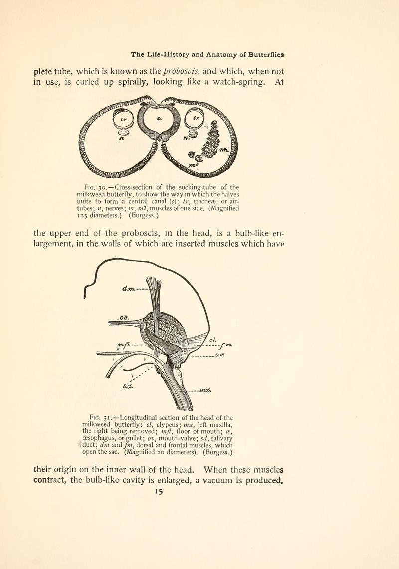 The butterfly book (Page 15, Figs. 30-31) BHL4428379