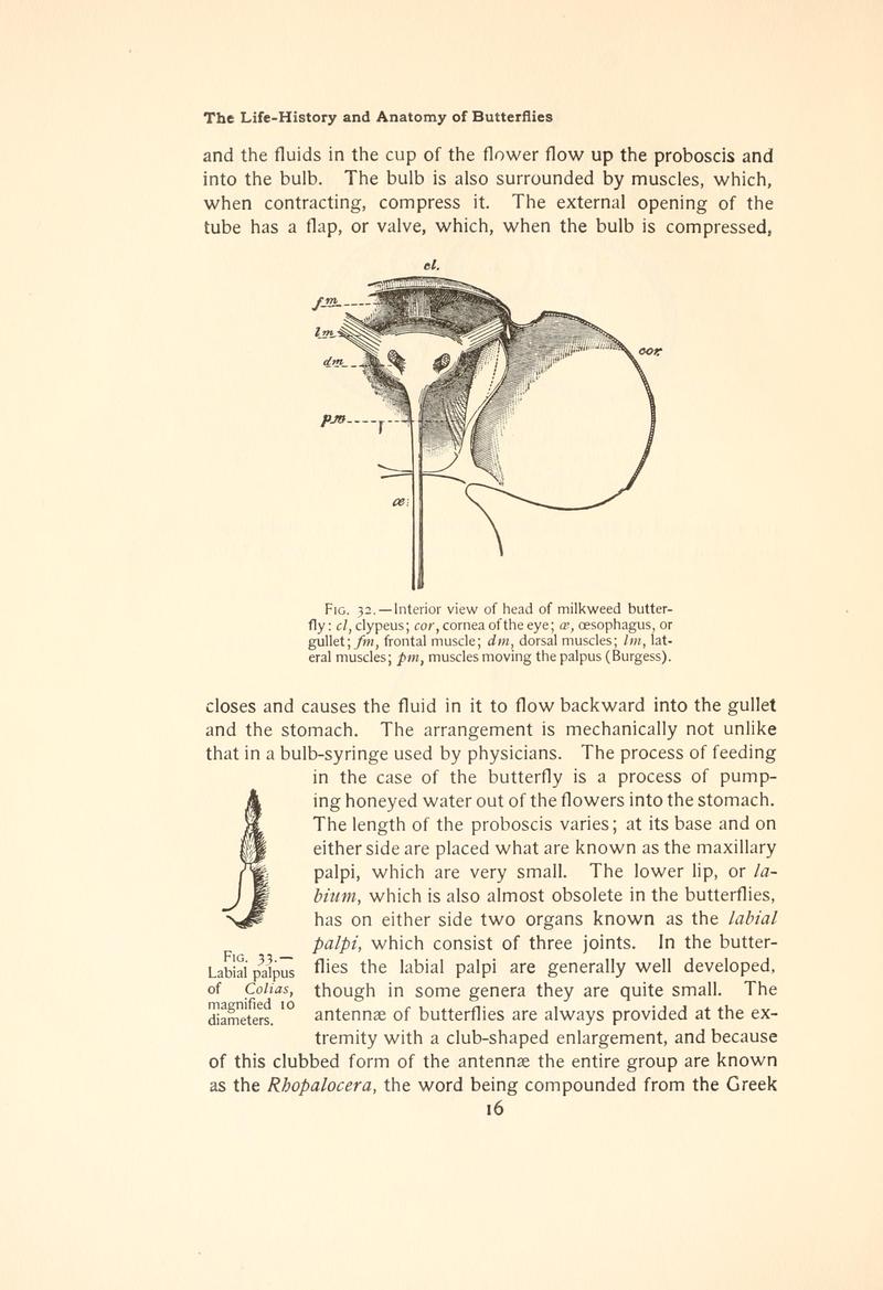 The butterfly book (Page 16, Figs. 32-33) BHL4428429