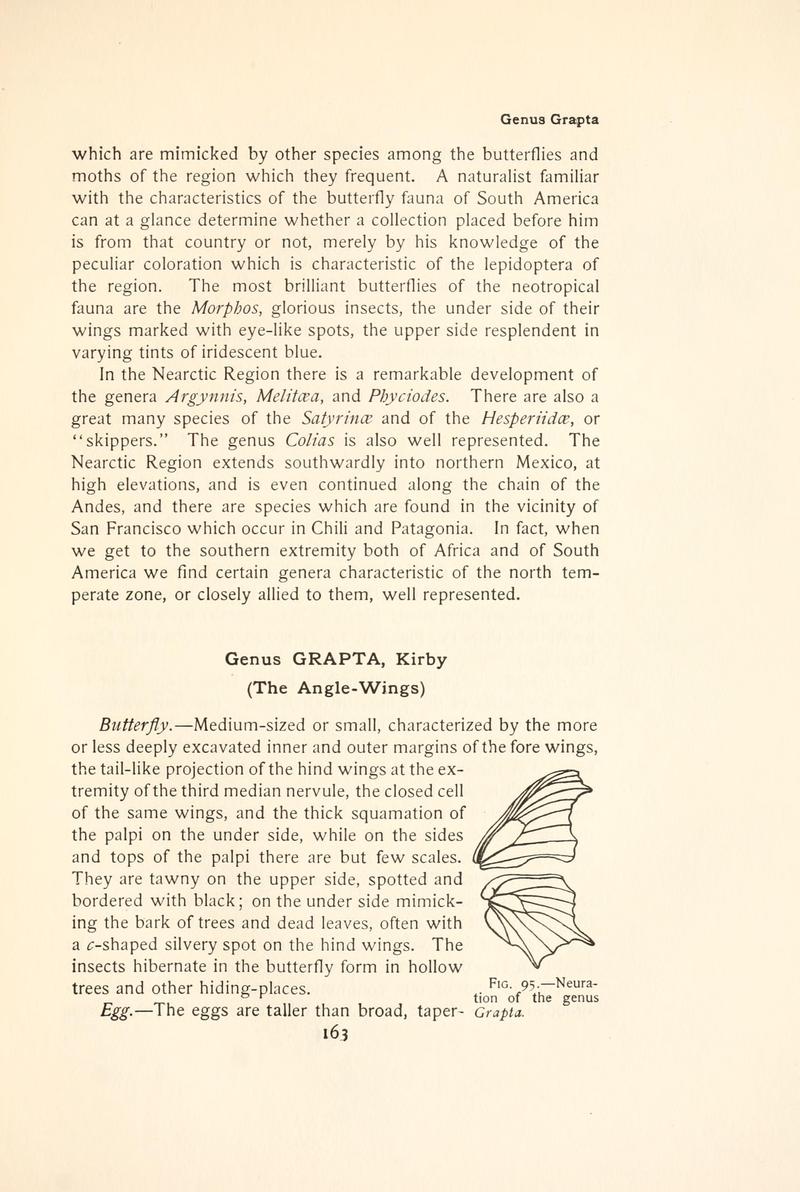The butterfly book (Page 163, Fig. 95) BHL4428466