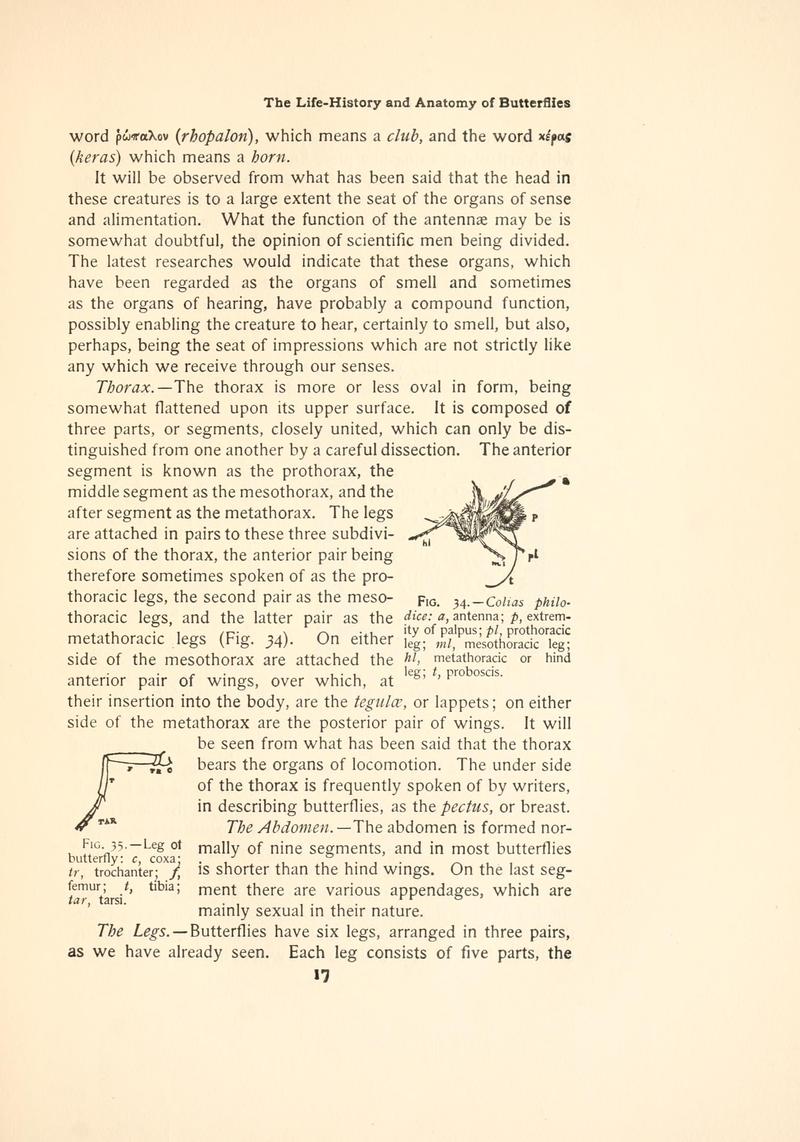 The butterfly book (Page 17, Figs. 34-35) BHL4428430