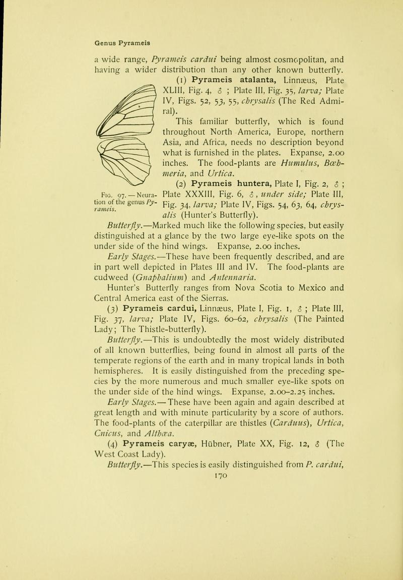 The butterfly book (Page 170) BHL10081226