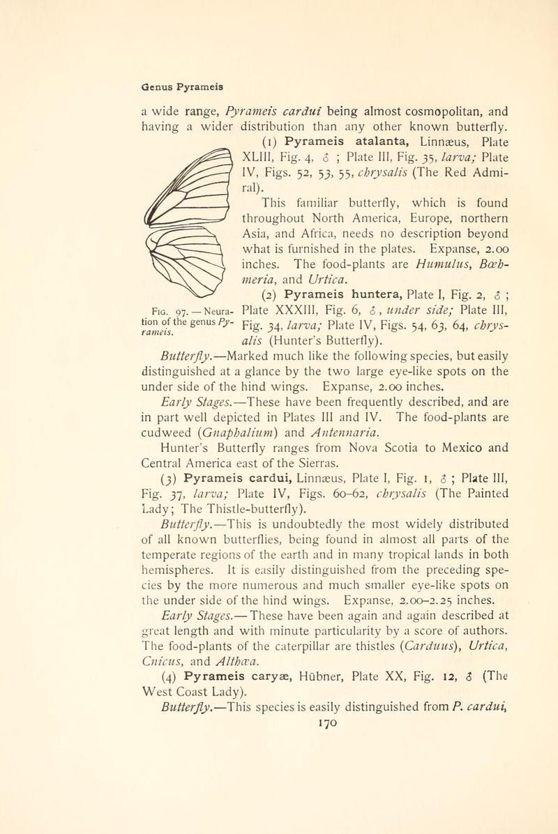 The butterfly book (Page 170, Fig. 97) BHL4428481