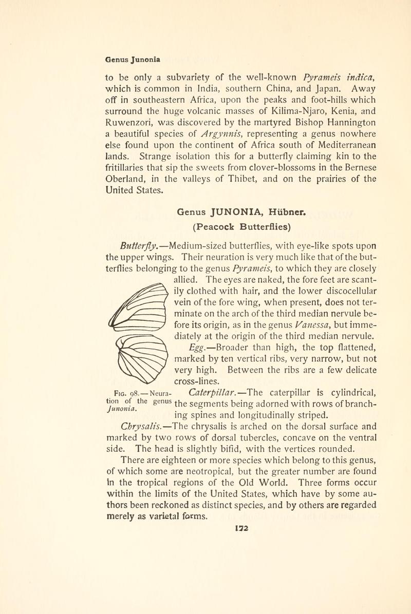 The butterfly book (Page 172, Fig. 98) BHL4428483