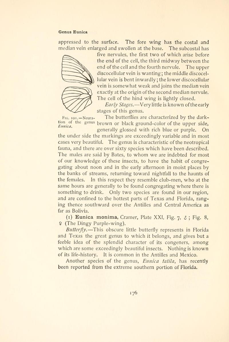 The butterfly book (Page 176, Fig. 101) BHL4428494