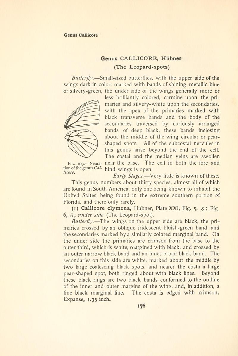 The butterfly book (Page 178, Fig. 103) BHL4428496
