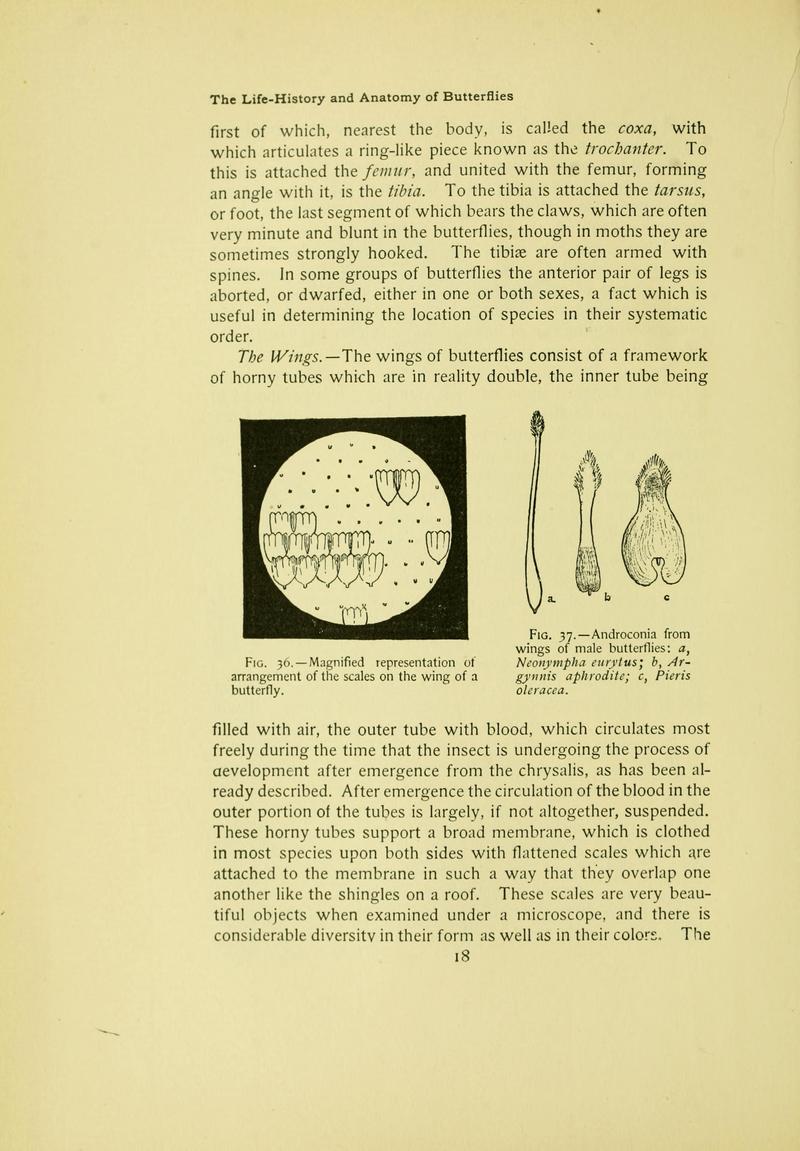 The butterfly book (Page 18) BHL10080979