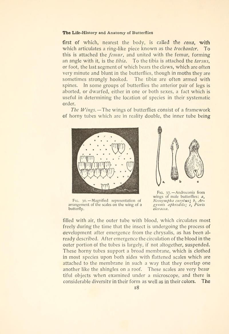 The butterfly book (Page 18, Figs. 36-37) BHL4428431