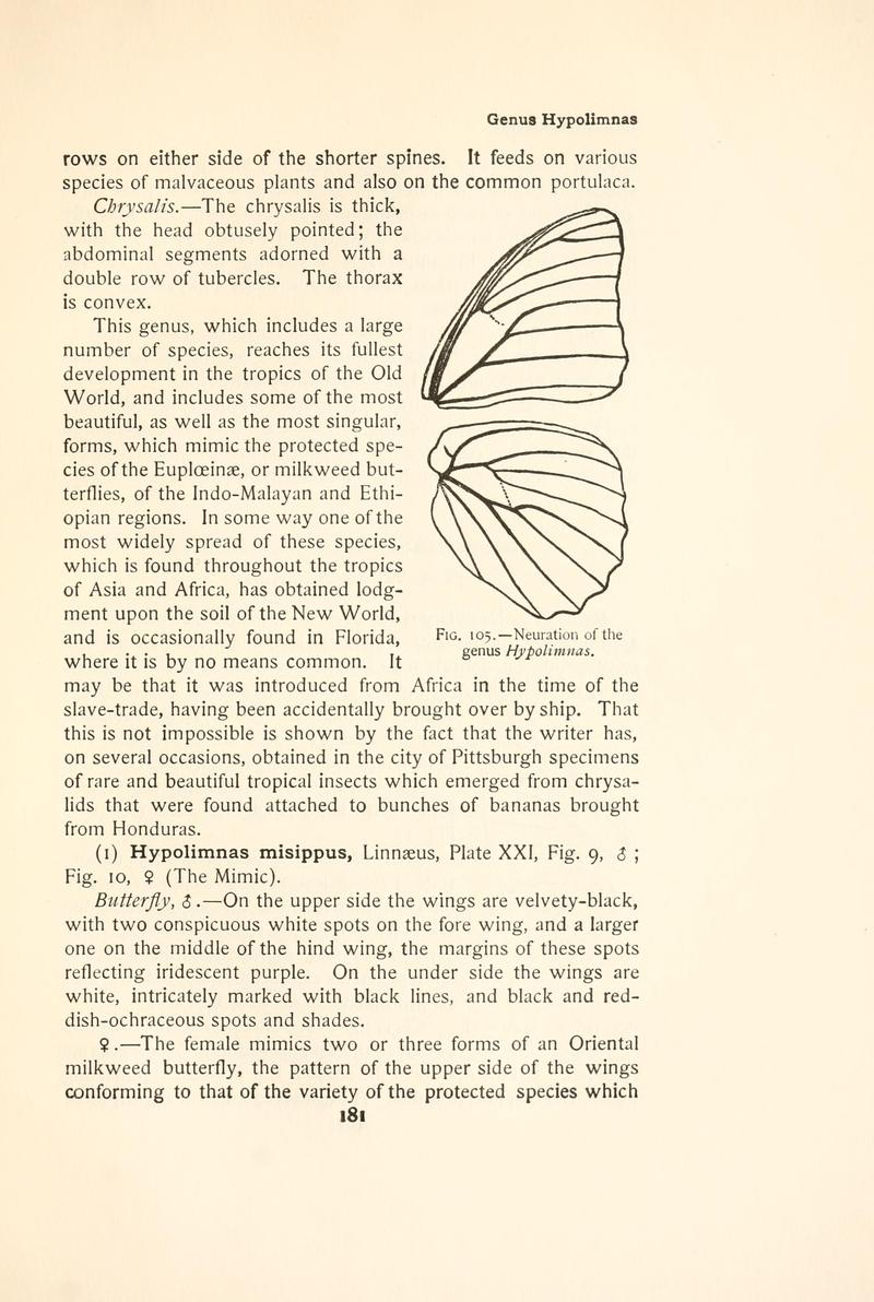 The butterfly book (Page 181, Fig. 105) BHL4428503