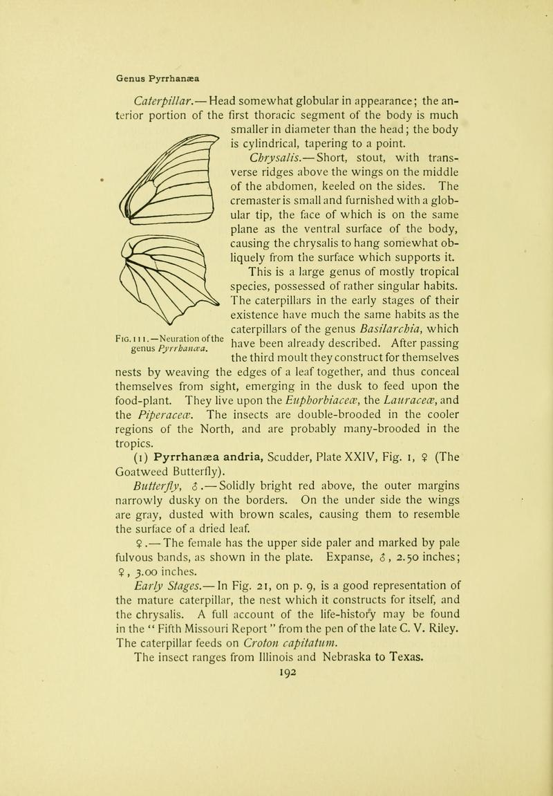 The butterfly book (Page 192) BHL10081260