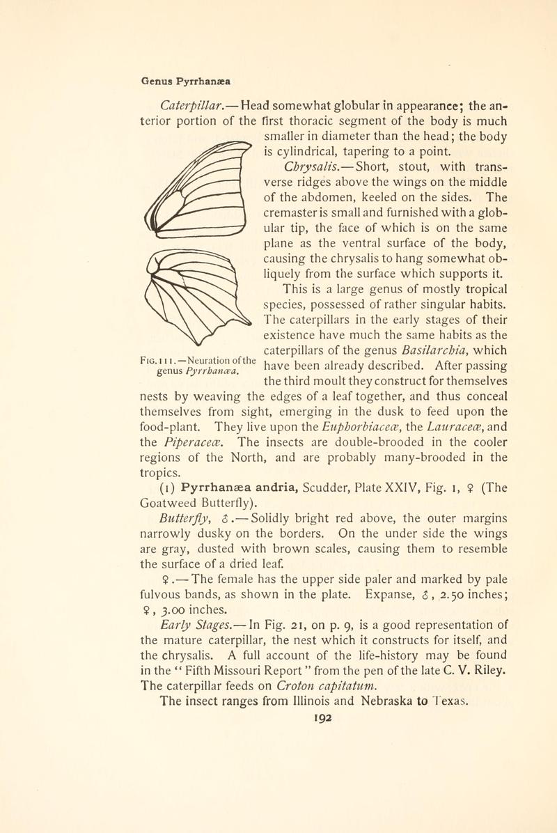 The butterfly book (Page 192, Fig. 111) BHL4428529