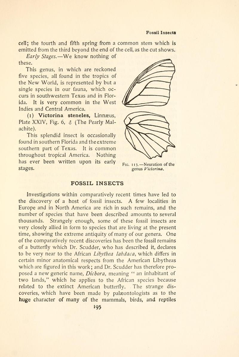 The butterfly book (Page 195, Fig. 113) BHL4428532