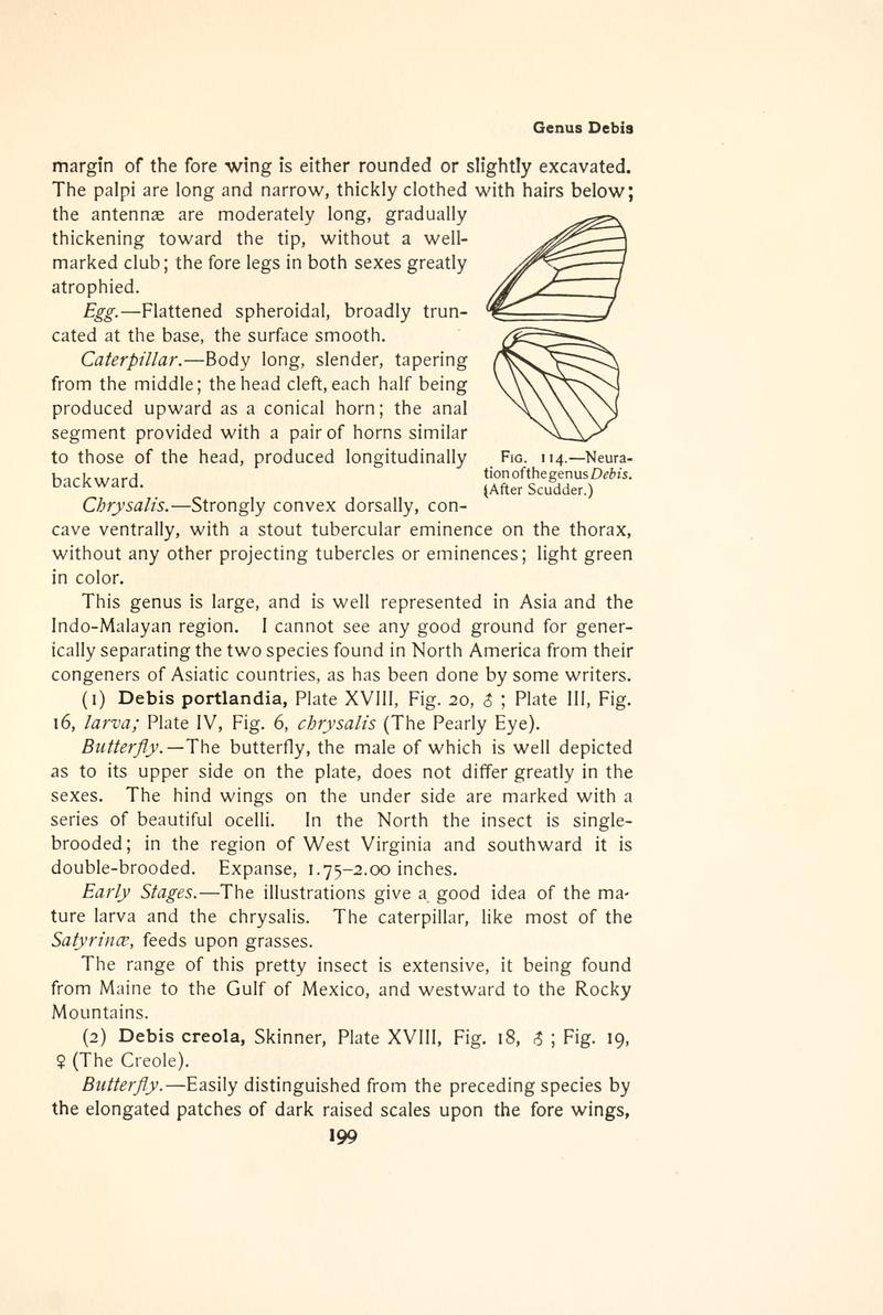 The butterfly book (Page 199, Fig. 114) BHL4428540
