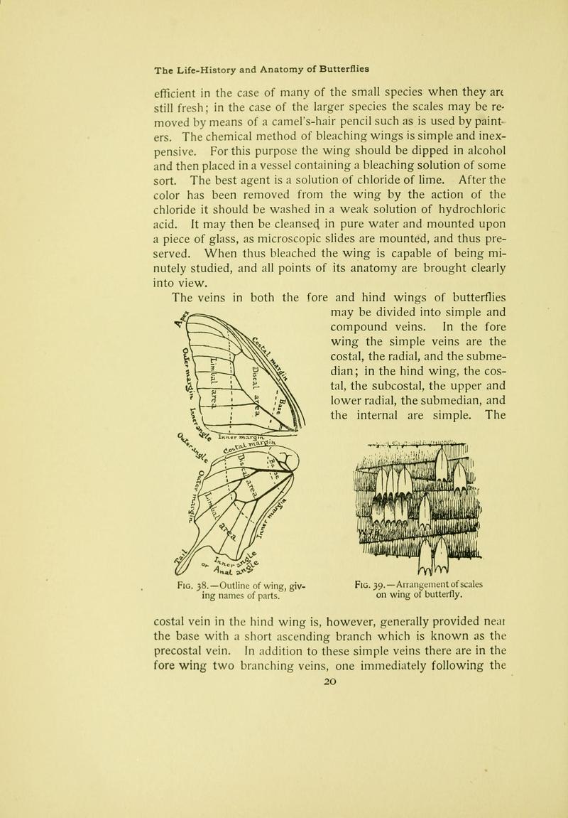 The butterfly book (Page 20) BHL10081008