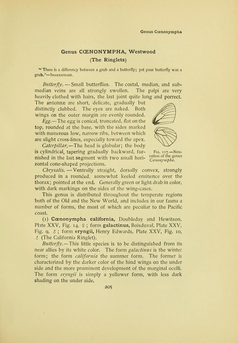 The butterfly book (Page 205) BHL10081281