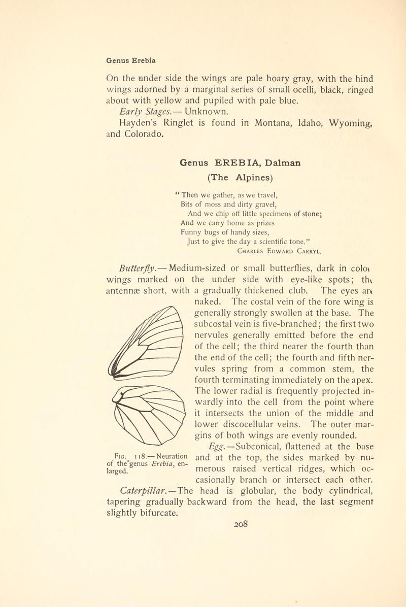 The butterfly book (Page 208, Fig. 118) BHL4428553