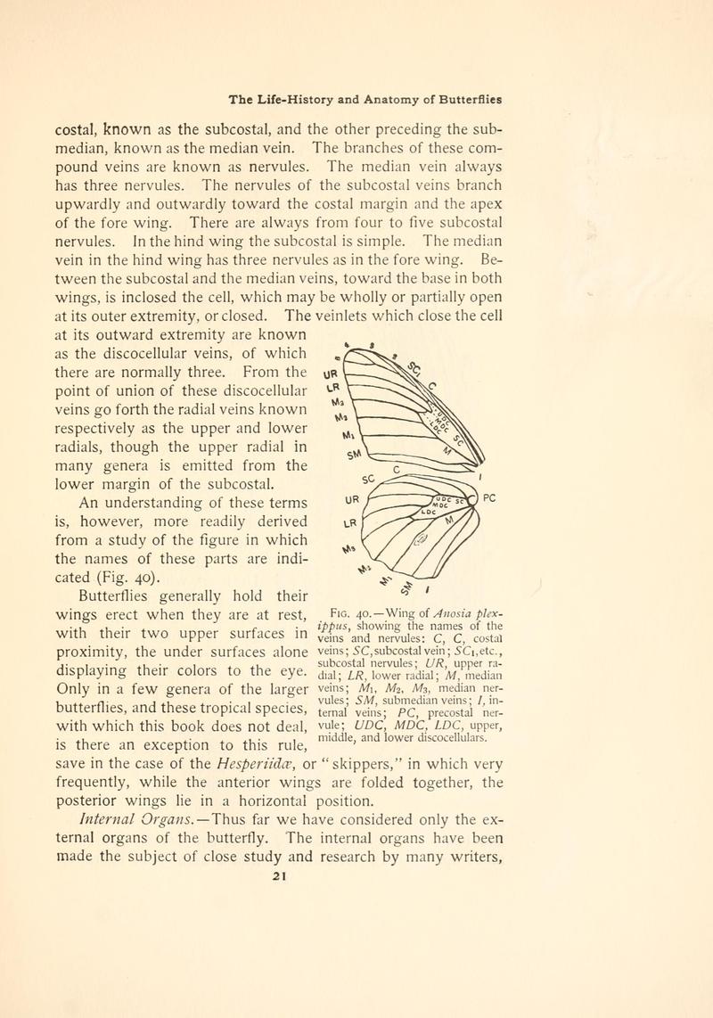 The butterfly book (Page 21, Fig. 40) BHL4428452