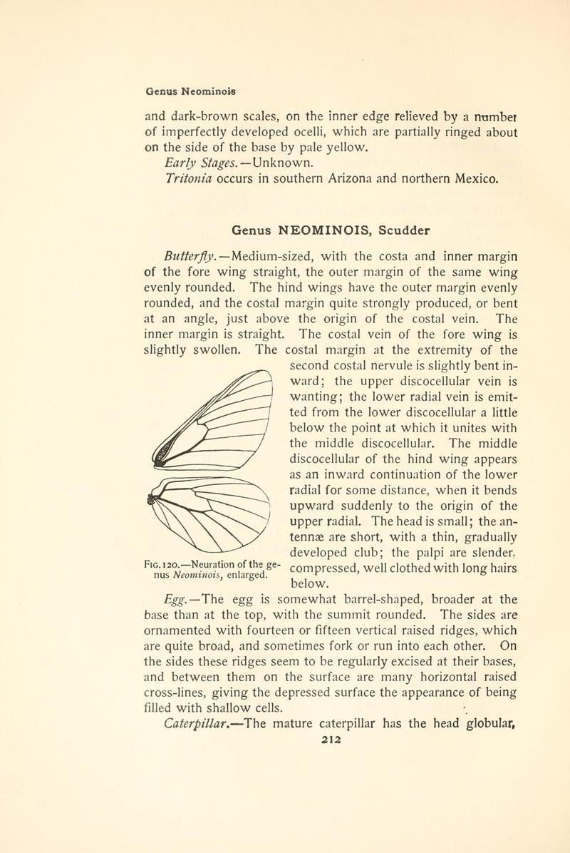 The butterfly book (Page 212, Fig. 120) BHL4428557