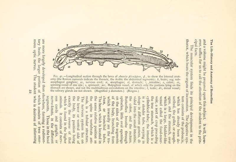 The butterfly book (Page 22, Fig. 41) BHL4428453