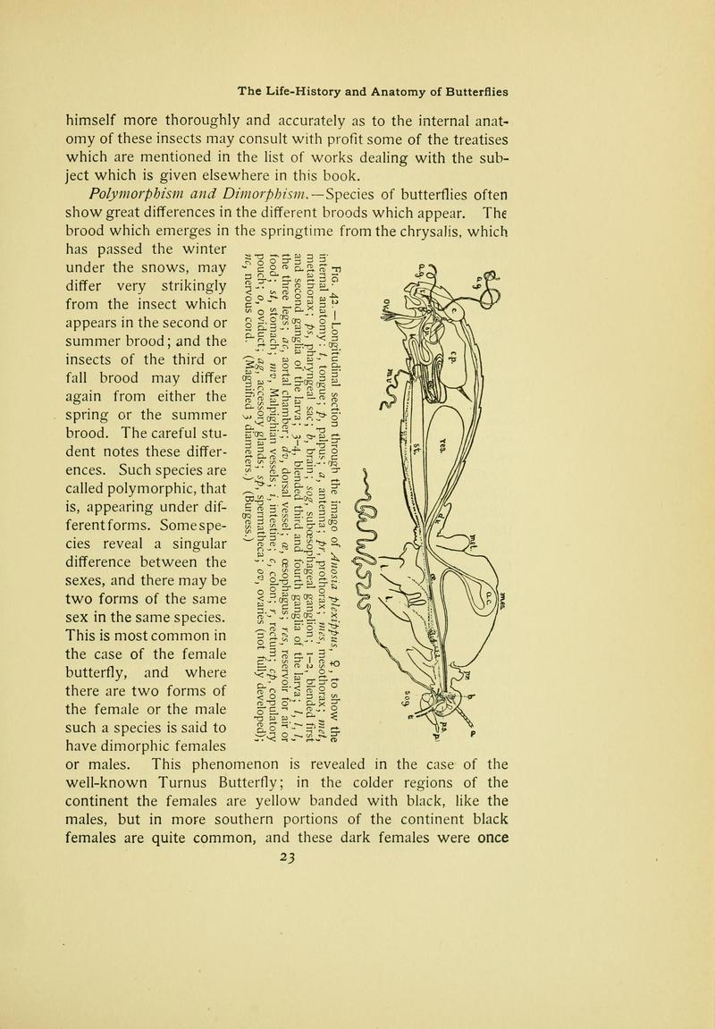 The butterfly book (Page 23) BHL10081011