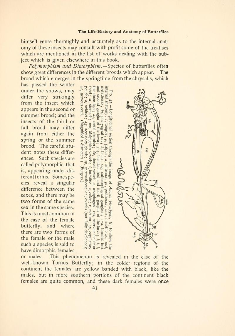 The butterfly book (Page 23, Fig. 42) BHL4428454