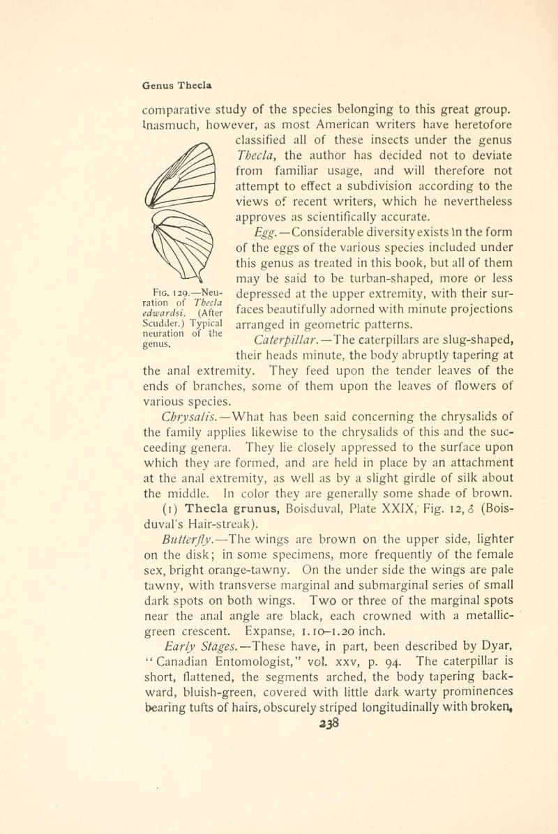 The butterfly book (Page 238, Fig. 129) BHL4428634