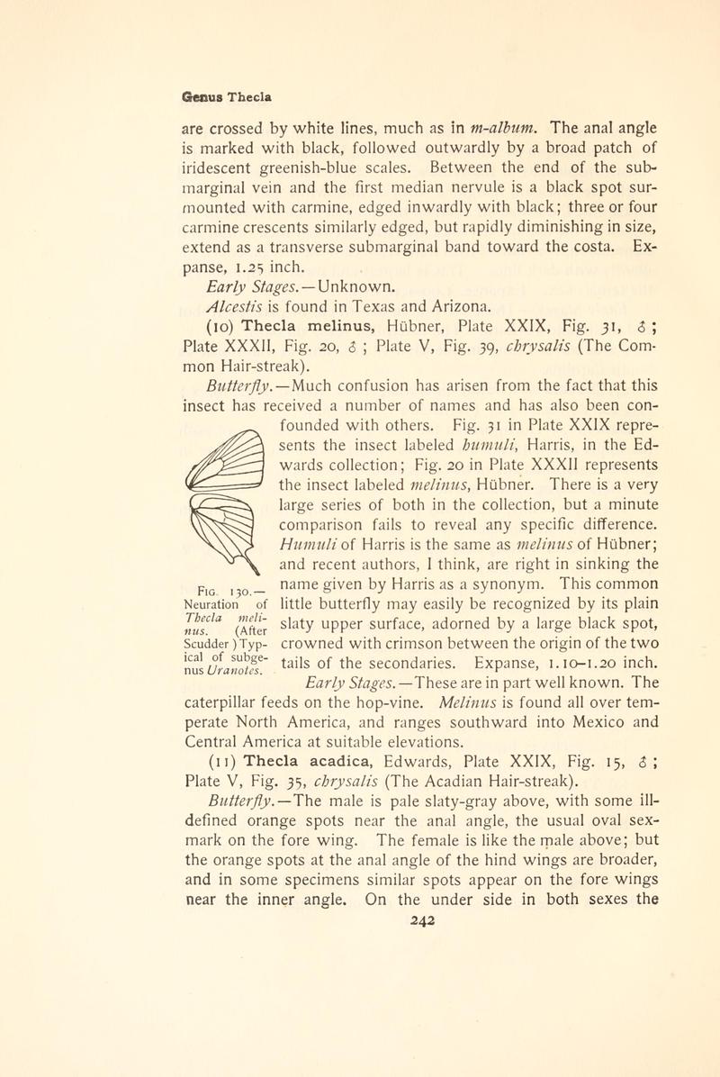 The butterfly book (Page 242, Fig. 130) BHL4428638