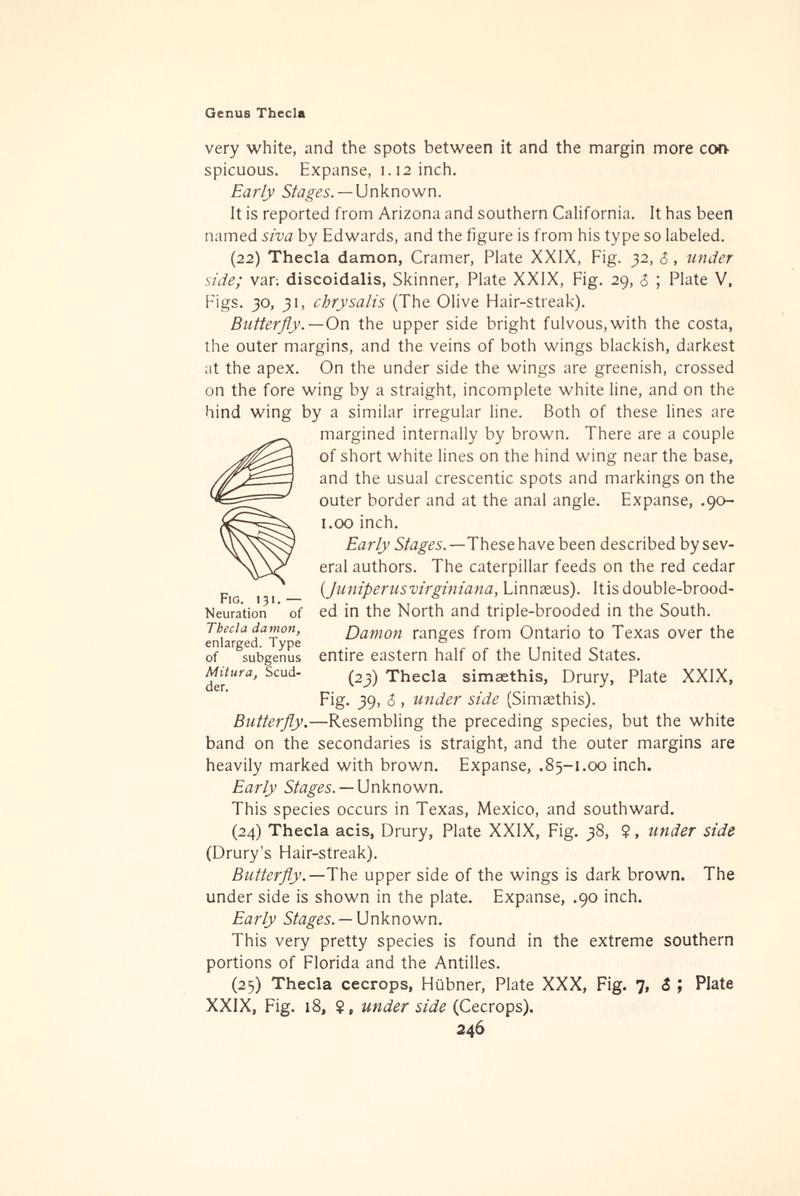 The butterfly book (Page 246, Fig. 131) BHL4428649
