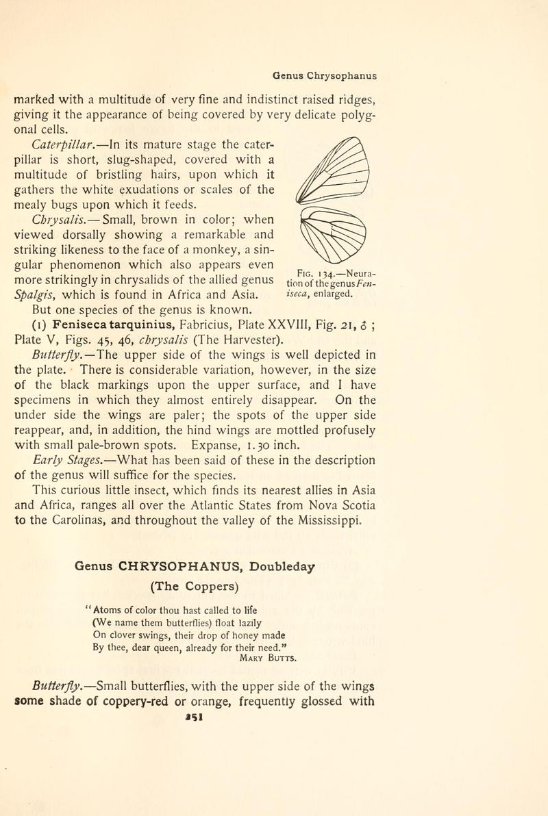 The butterfly book (Page 251, Fig. 134) BHL4428658