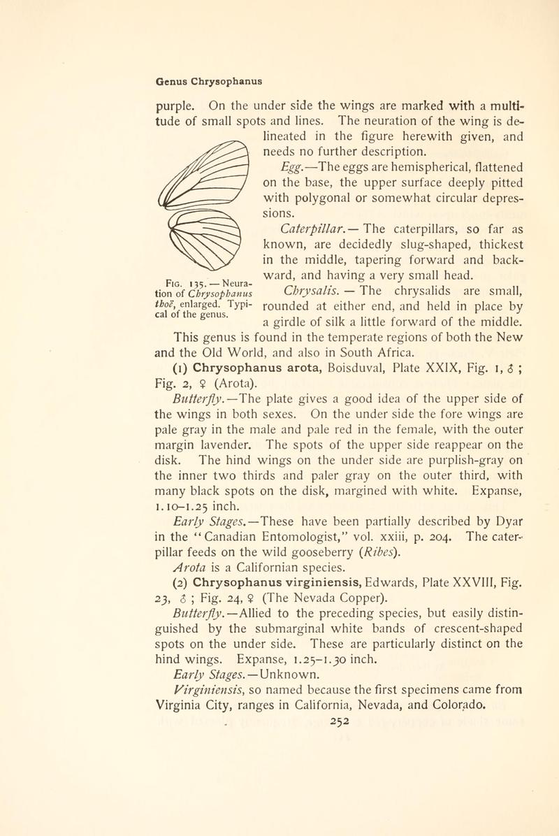 The butterfly book (Page 252, Fig. 135) BHL4428659