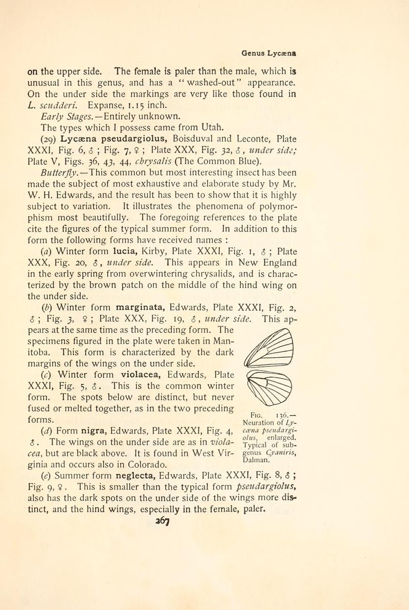 The butterfly book (Page 267, Fig. 136) BHL4428710