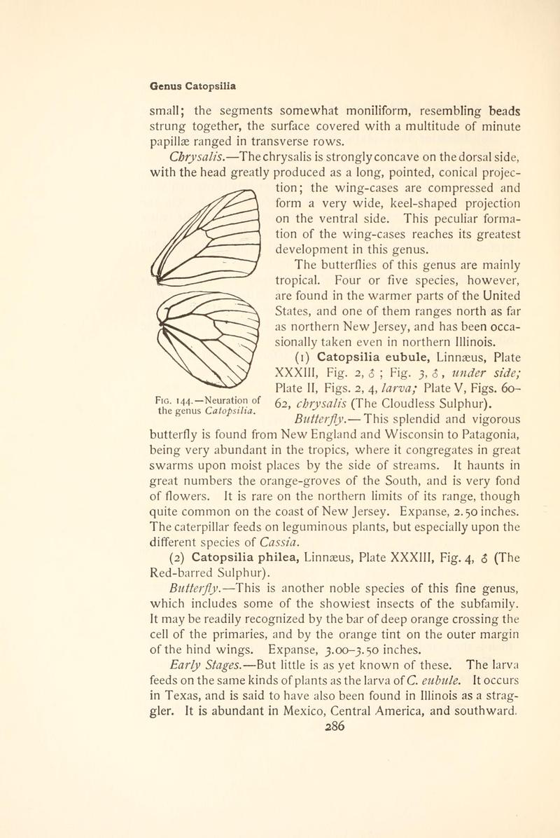 The butterfly book (Page 286, Fig. 144) BHL4428772