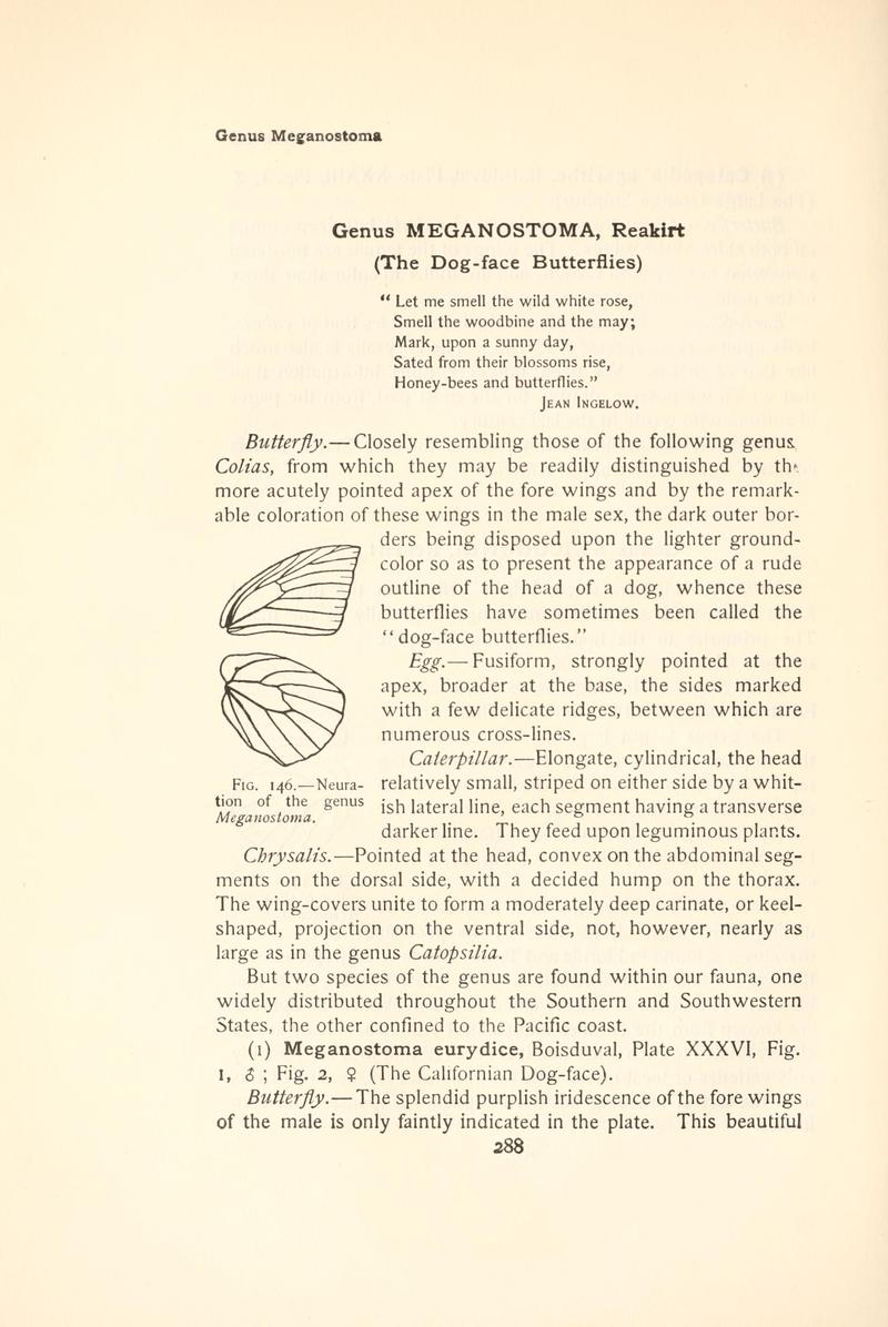 The butterfly book (Page 288, Fig. 146) BHL4428774