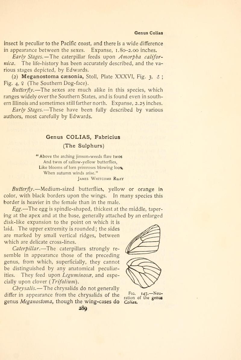 The butterfly book (Page 289, Fig. 147) BHL4428779