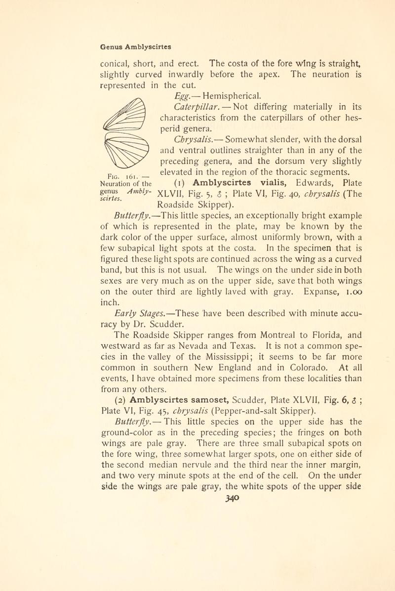 The butterfly book (Page 340, Fig. 161) BHL4428905