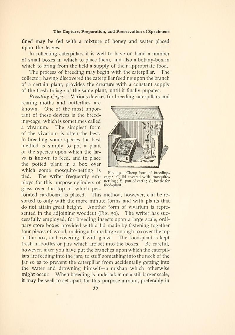 The butterfly book (Page 35, Fig. 49) BHL4428629