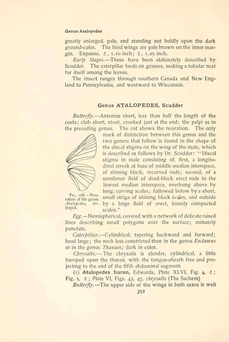 The butterfly book (Page 352, Fig. 168) BHL4428921