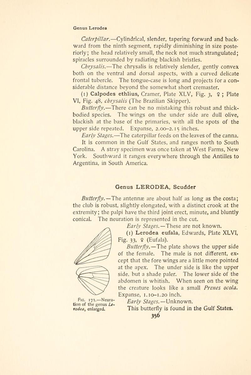 The butterfly book (Page 356, Fig. 173) BHL4428925
