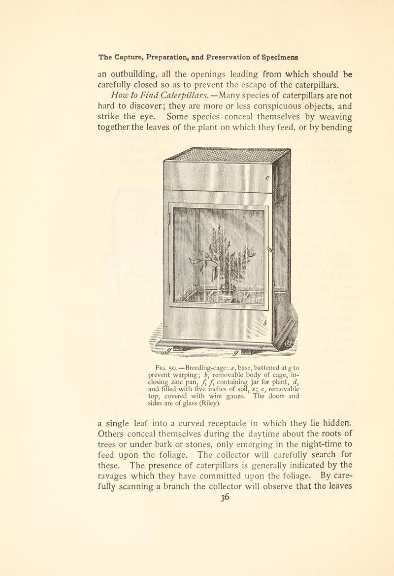 The butterfly book (Page 36, Fig. 50) BHL4428630