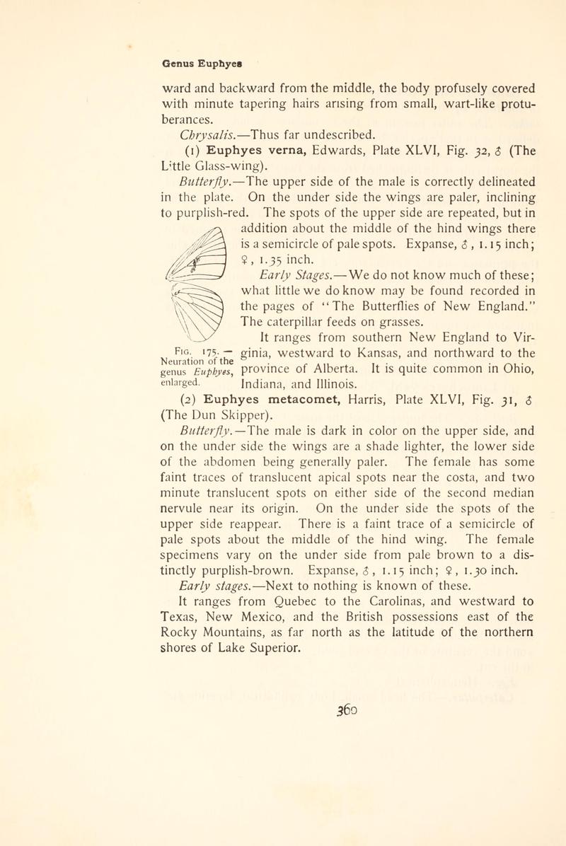 The butterfly book (Page 360, Fig. 175) BHL4428929