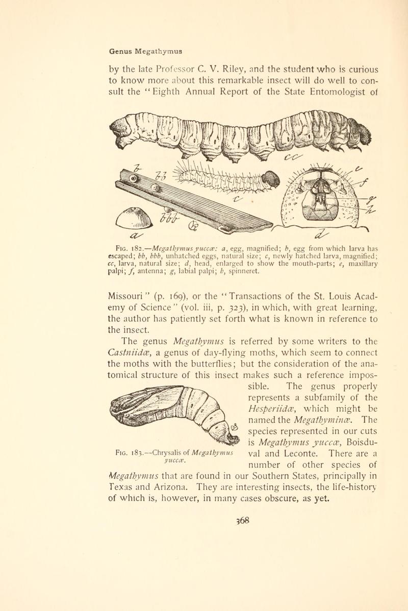 The butterfly book (Page 368, Figs. 182-183) BHL4428941