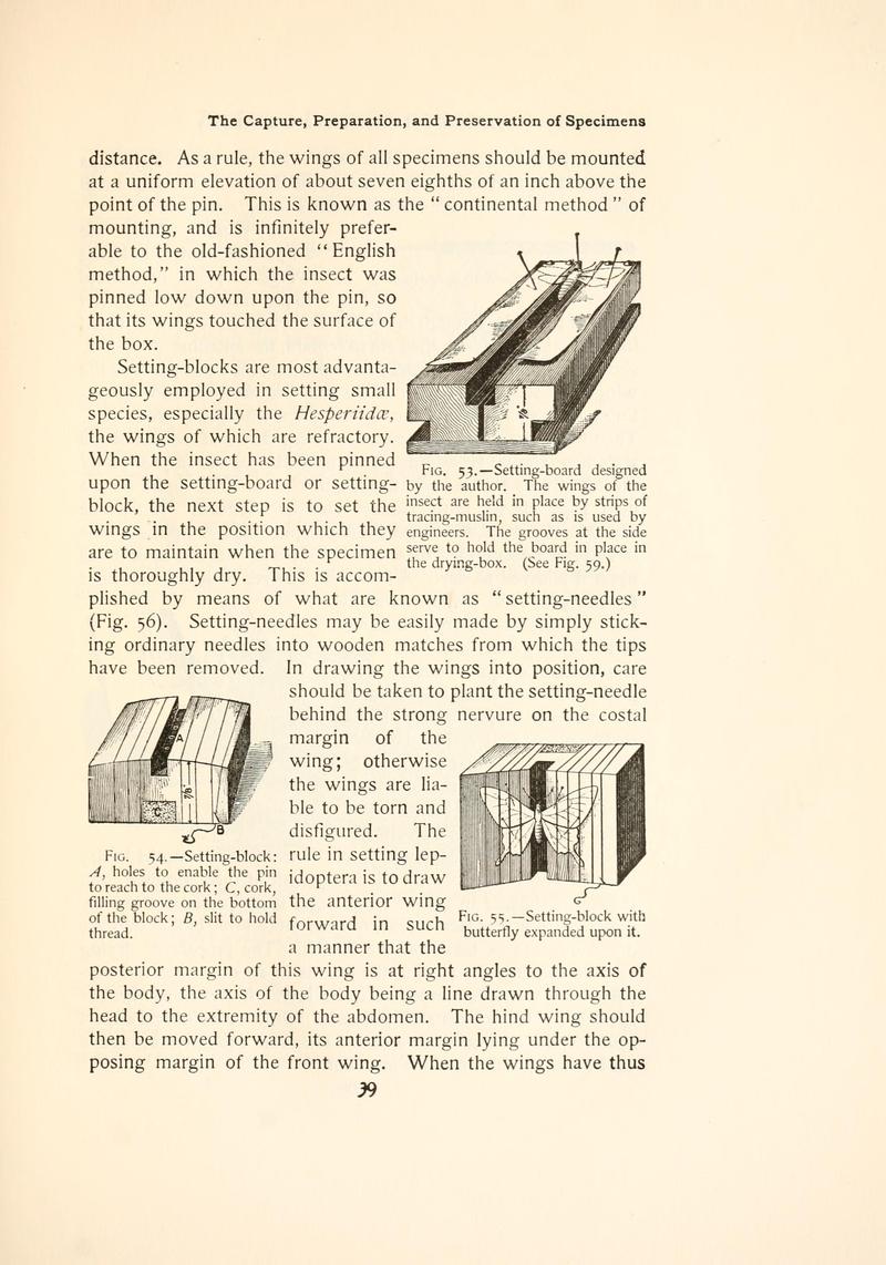 The butterfly book (Page 39, Figs. 53-55) BHL4428640