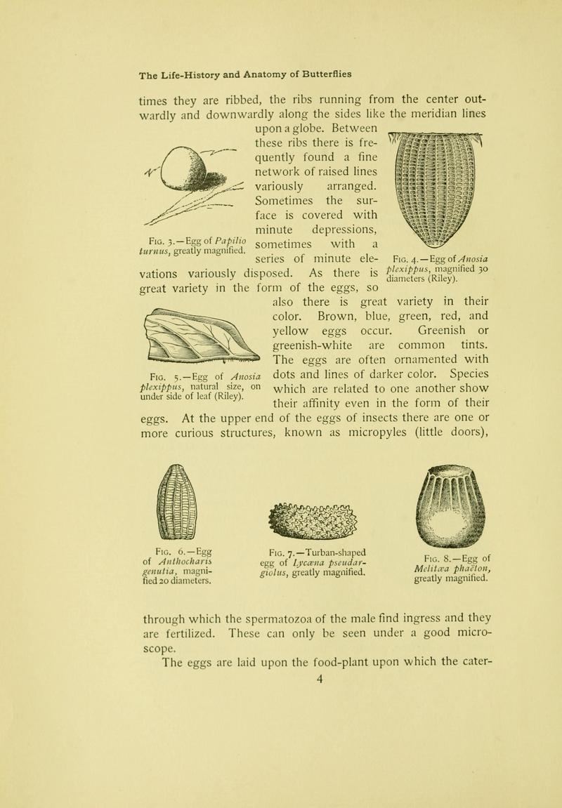 The butterfly book (Page 4) BHL10080961