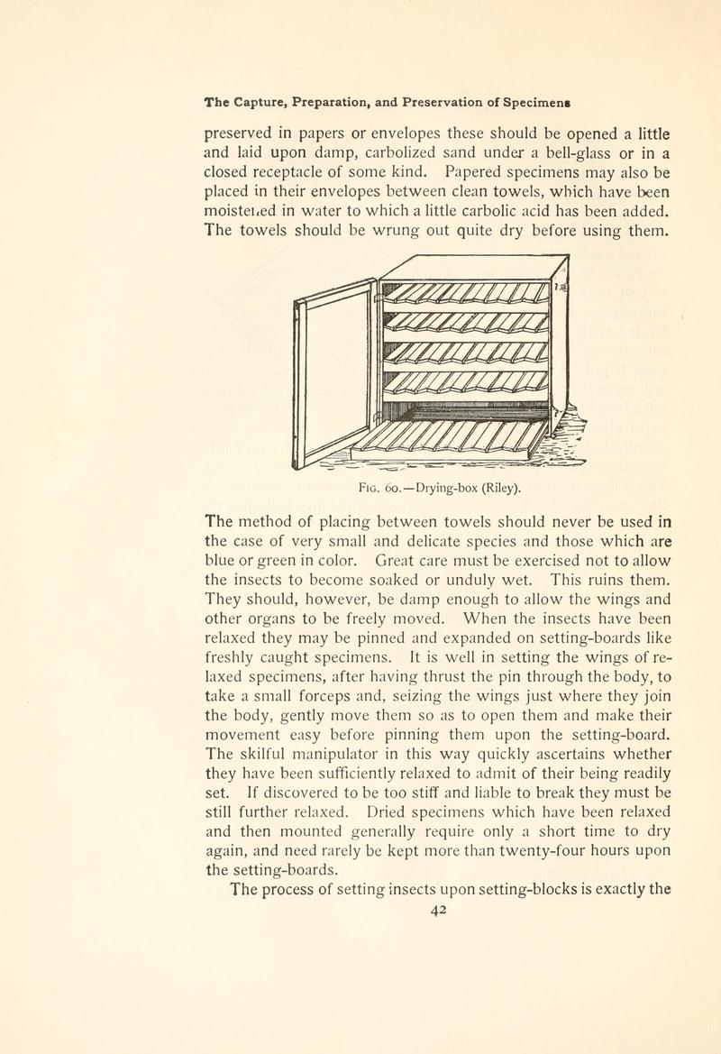 The butterfly book (Page 42, Fig. 60) BHL4428643
