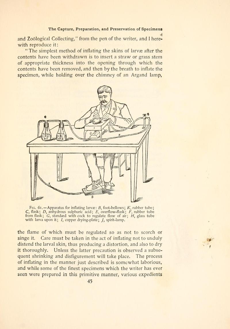 The butterfly book (Page 45, Fig. 61) BHL4428664