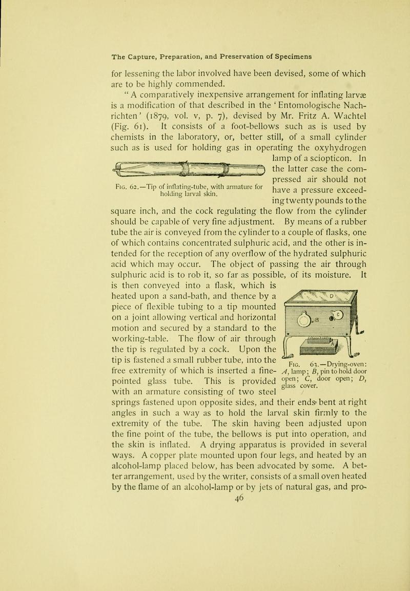 The butterfly book (Page 46) BHL10081042