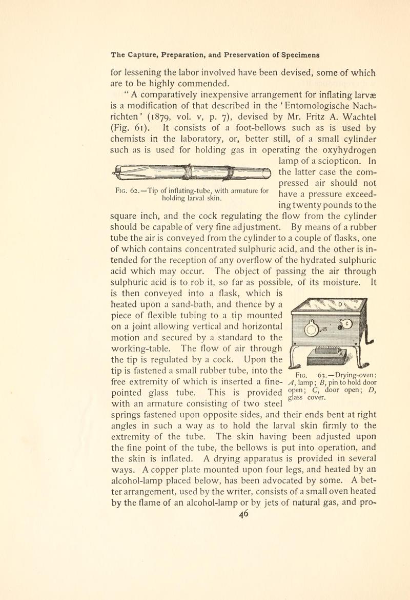 The butterfly book (Page 46, Figs. 62-63) BHL4428665